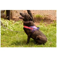 Ében, két éves, szuka #3