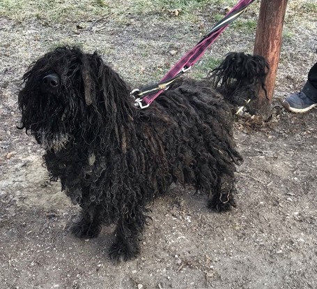 Gombóc Artúr, 12 éves, 44 cm magas, puli, kan