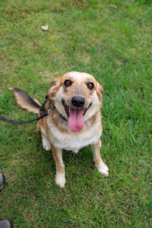 Sally, 5 éves ivartalanított szuka