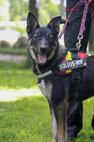 Hektor, kan kutyus gazdit keres