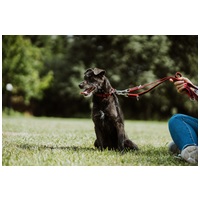 Sally, 7 éves, 34 cm magas, szuka #7