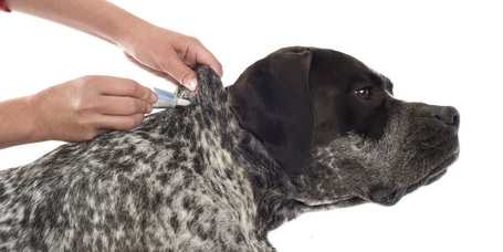 Védd meg kutyádat a bolháktól és kullancsoktól!