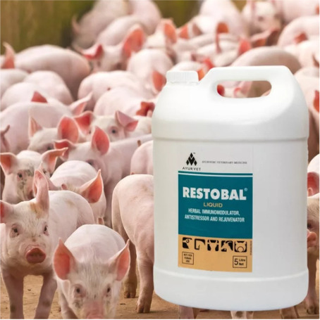 Restobal stressz elleni, immunerősítő itatófolyadék