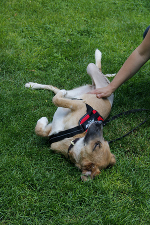 Kira, 2 éves szuka kutyus