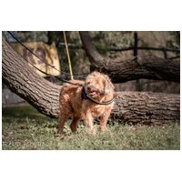 Zsenna, 12 éves, szuka #4