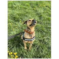 Vilinger, ivartalanított kan #9