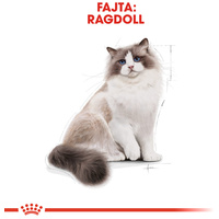 Royal Canin Ragdoll Adult - Ragdoll felnőtt macska száraz táp #2