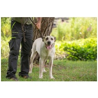 Honney, 10 éves, 65 cm magas szuka #3