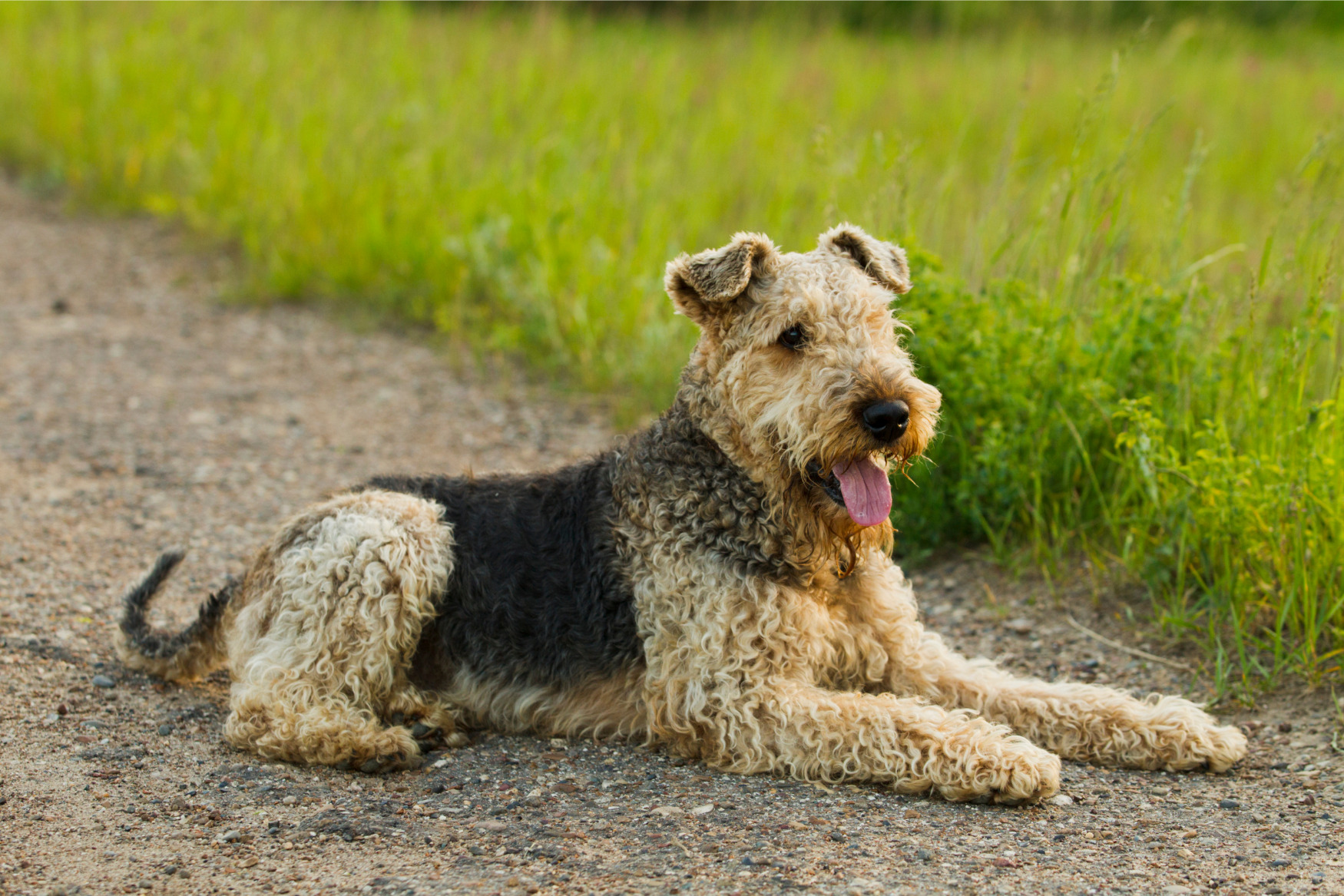 Okos és gyerekbarát, az airedale terrier