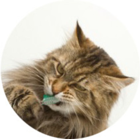 Macska száj- és foghigiénia