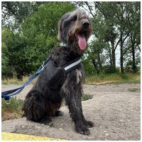 Kócos, 1 éves, kan #3