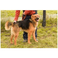 Paca, két éves, kan #7