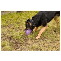 Szultán, négy éves, kan #7