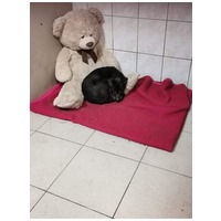 Sally, 7 éves, 34 cm magas, szuka #4