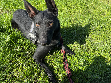 Gizmo, fél éves, kan