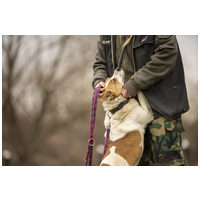 Foltos, 6 éves, 46 cm magas, kan #2