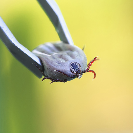 Prevendog szúnyog és kullancs elleni nyakörv