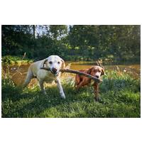 Fella kávéfa rágóbot #9