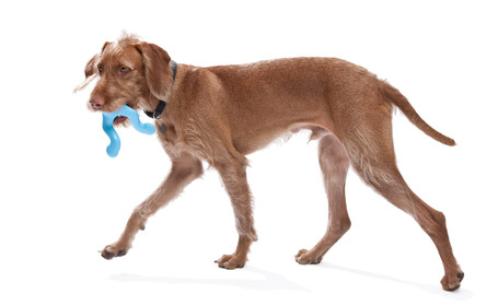 West Paw Tizzi - Multifunkcionális kutyajáték