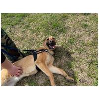 Kelly, 10 hónapos, szuka #6