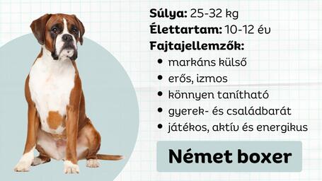 Német boxer - Markáns külső, összetett személyiség