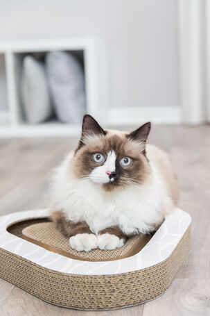 Trixie lekerekített háromszög alakú karton kaparó labdákkal macskáknak