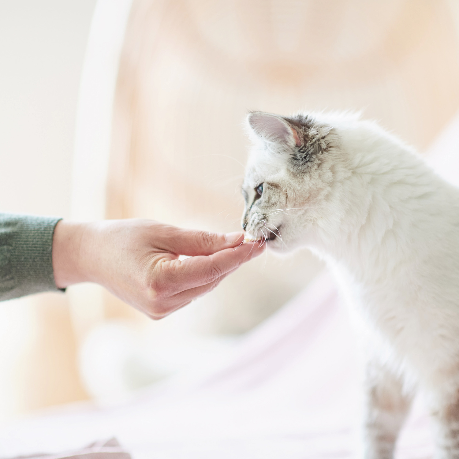 Beaphar Fresh Breath Tablets Respirație proaspătă câini pisici - zoom