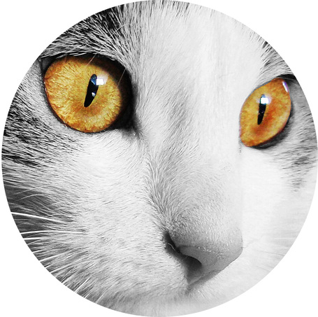 Szemkörnyék ápolók macskáknak