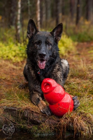 Kong Bounzer kutyajáték