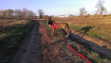 Ariell, 12 éves, 47 cm magas, lány kutya