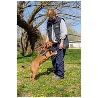 Csoma, 5 éves, 40 cm magas, ivartalanított kan #10