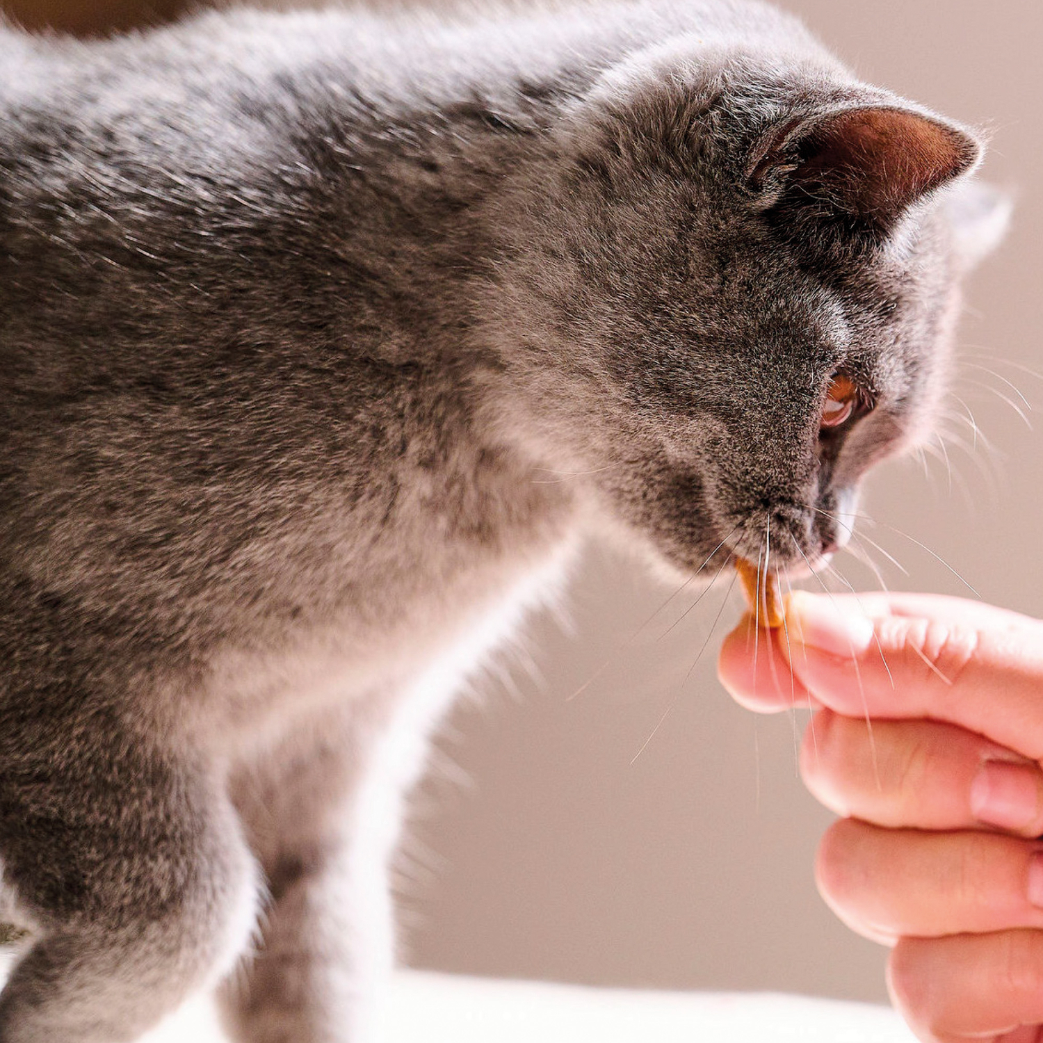 Beaphar Easy Dental Treat Gustare recompensă pisici pt dinți - zoom