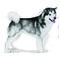 Royal Canin Maxi Joint Care - Száraz táp az izületek egészségéért, nagytestű felnőtt kutyák részére