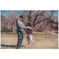 Zénó, 7 éves, ivartalanított kan #4