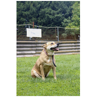 Pufirizsa, 8 éves ivartalanított szuka #4