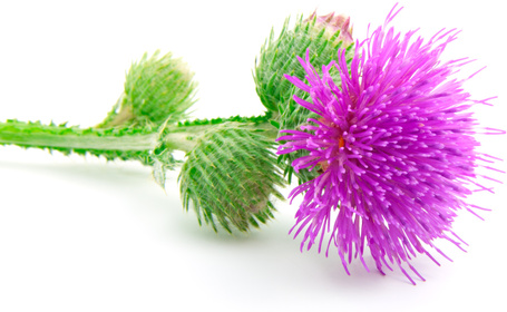 Biogance Nutri Repair Shampoo - Regeneráló sampon kutyáknak