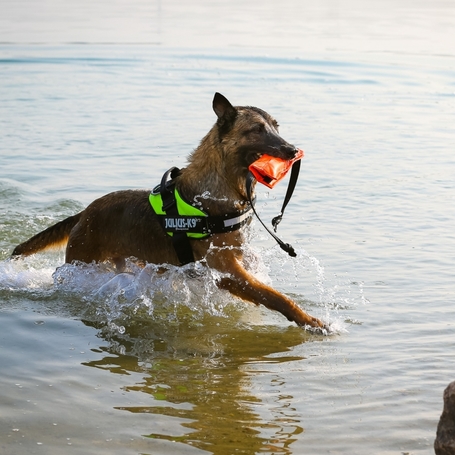 Julius-K9 IDC neonzöld/sárga powerhám kutyáknak