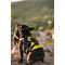 Montana Dog francia bulldog kutyahám sárga színben
