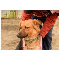 Paca, két éves, kan #9