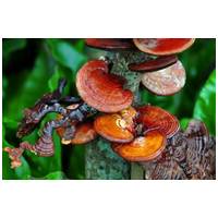 Pet Factor Ganopet l Ganoderma gomba por #2