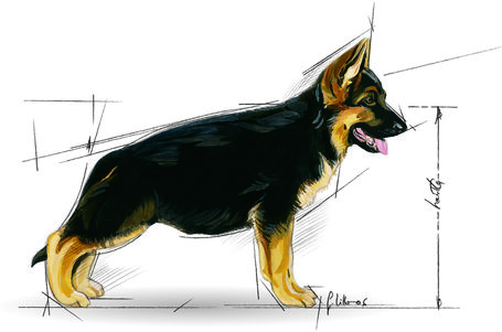 Royal Canin Maxi Puppy