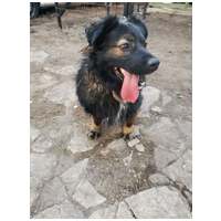 Franco, 3 éves, 41 cm magas, hosszú szőrű kan #4