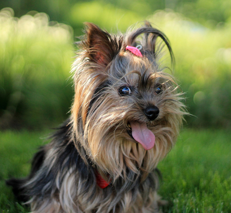 Delikan Prime Sensitive Lamb & Rice hipoallergén kutyatáp érzékeny emésztésű kedvenceknek