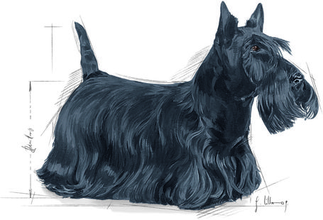 Royal Canin Mini Dermacomfort - Száraz táp bőrirritációra hajlamos, kistestű felnőtt kutyák részére