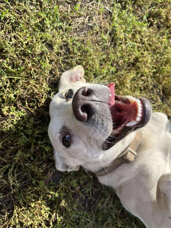 Alba, 1.5 éves ivartalanított szuka