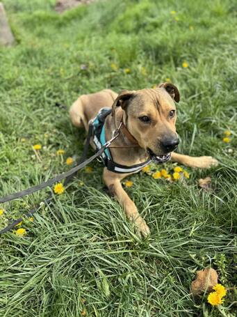 Vilinger, ivartalanított kan