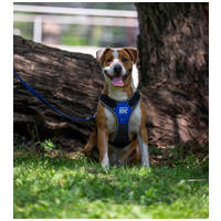 Hádész, 9 éves, 50 cm magas, kan #2