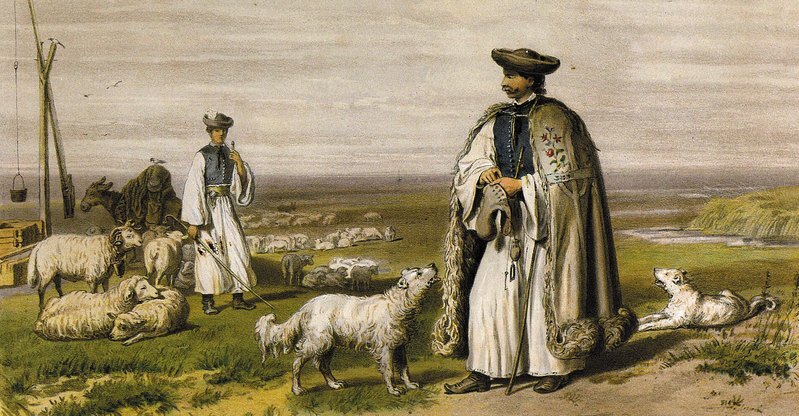 kuvasz pásztorokkal