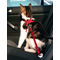 Trixie autós biztonsági öv + hám macskáknak