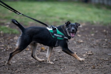 Hektor, kan kutyus gazdit keres